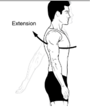 <p>Movement of humerus strait posteriorly </p><p>Sagittal Plane</p>