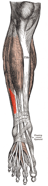 <p>Action of this muscle</p>