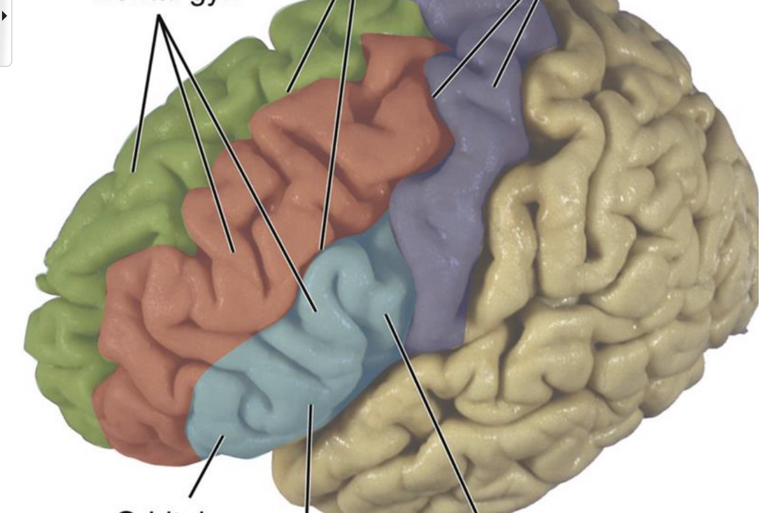 <p>Label Frontal Lobe</p><p>Medial View</p>
