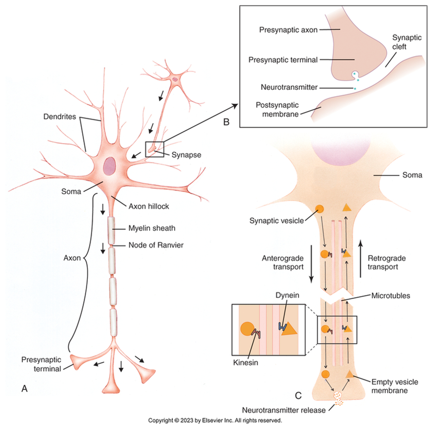 <p>the end of a neuron’s axon that can release neurotransmitters to communicate with other cells</p>