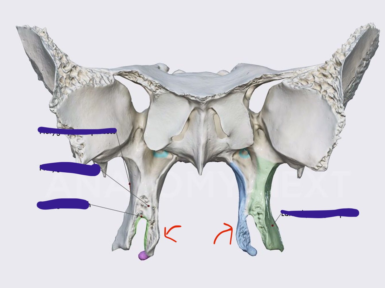 knowt flashcard image