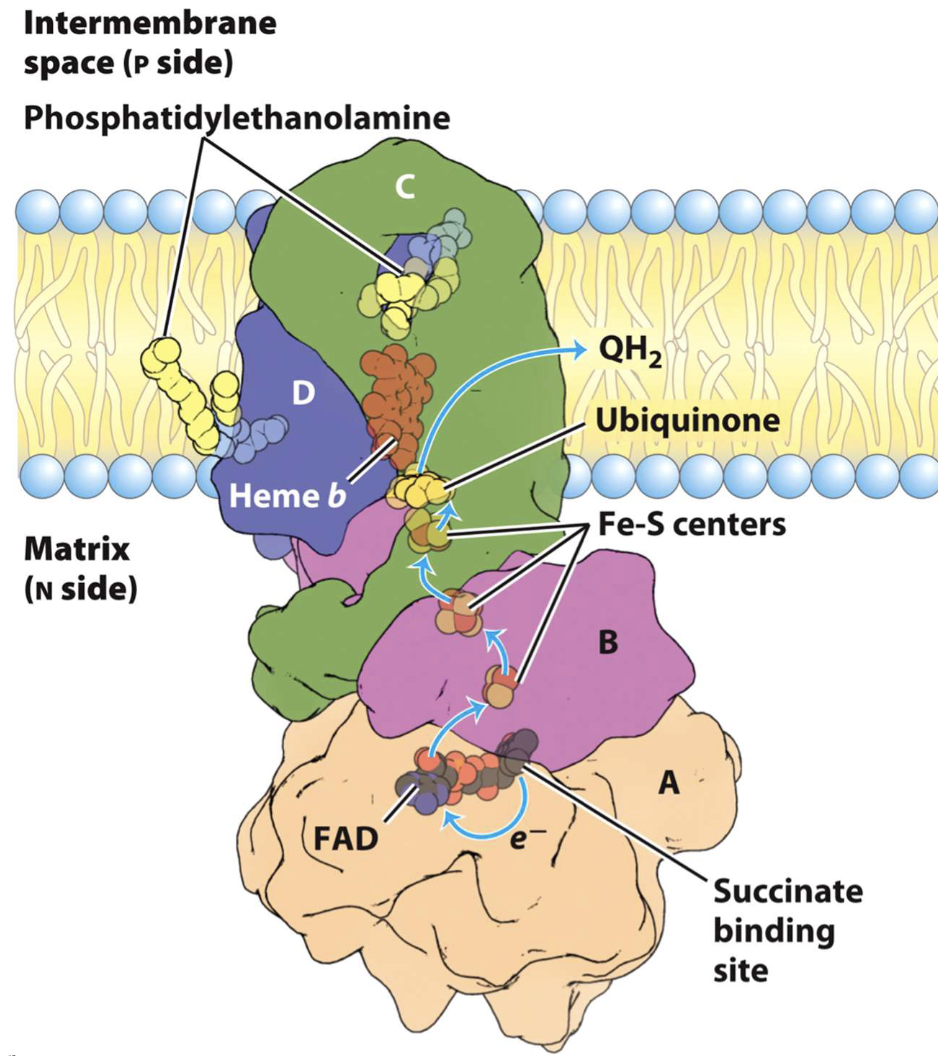 <p>Complex II-Succinate dehydrogenase</p>