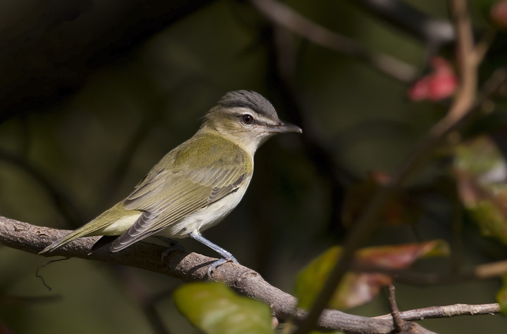 <p>Common name<br>Family</p>