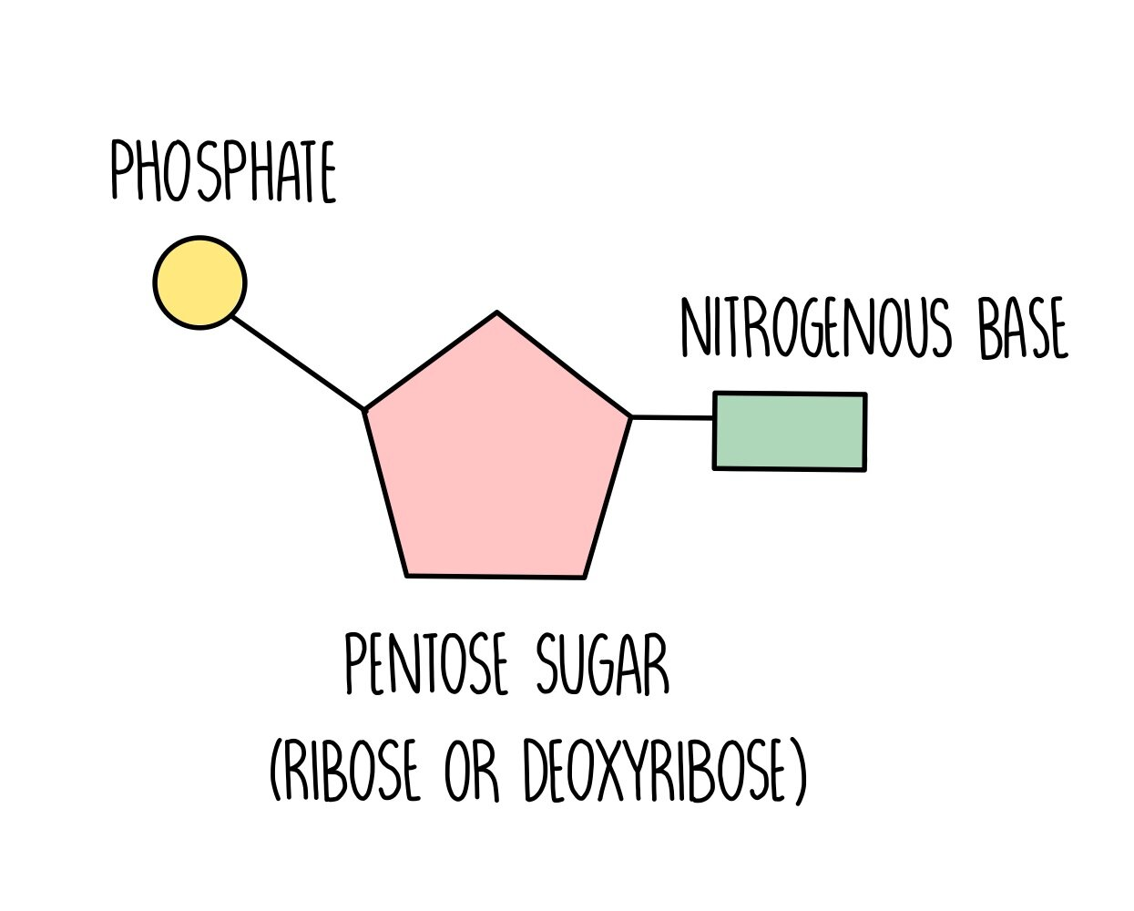<p>Are the monomers of DNA and RNA</p><p>Consist of three parts</p><ol><li><p>Nitrogenous base</p></li><li><p>Pentose sugar</p></li><li><p>Phosphate groups</p></li></ol><p></p>