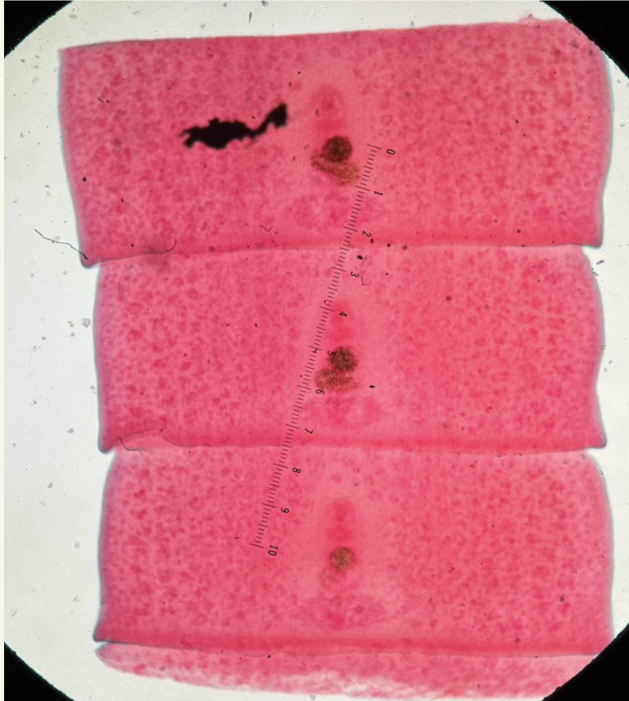 <p>Kingdom?</p><p class="p1">Phylum?</p><p class="p1">Class?</p><p class="p1">Subclass?</p><p class="p1">Order?</p><p class="p1">Family?</p><p class="p1">Species/Stage?</p>