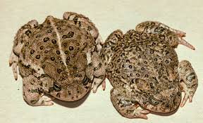 <p>What is the given example of a reticulated species?</p>
