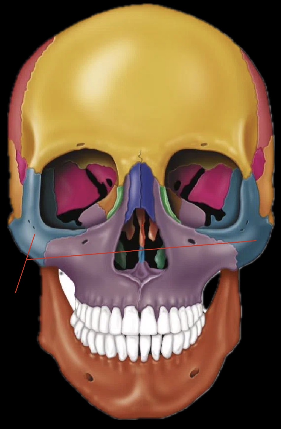 <p>What bones are these?</p>