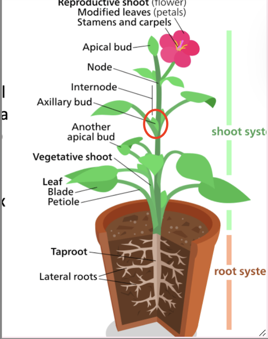 <ul><li><p>Located in the axil (area between base of leaf and stem)</p></li><li><p>Gives rise to a branch or a flower</p></li></ul><p></p>