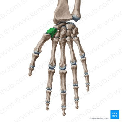 <p>Structure “Thumb”</p>