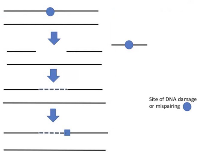 <p>Most DNA repair mechanisms can be broken down into four distinct phases:</p><ol><li><p>Recognition of the lesion</p></li><li><p>Excision of the lesion</p></li><li><p>Resynthesis of the DNA</p></li><li><p>Ligation of loose ends</p></li></ol><p>Note: We’re taught the prokaryotic version (Aka prokaryotic proteins), but the Eukaryotic version follows the same general pathway (Just more complex when looked at in detail)</p>