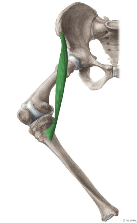 <p>Flexes, abducts, and laterally rotates hip. Flexes knee.</p>