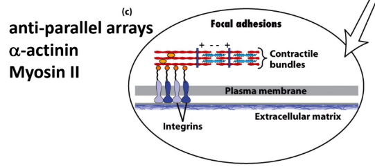 <p><strong>Stress fibers</strong> = long bundles of actin filaments below cell surface </p><ul><li><p><strong>Focal adhesions</strong> = where stress fibers terminate + attach to underlying substrates</p></li><li><p><strong>α-actinin</strong> = cross-linker proteins </p></li><li><p><strong>Myosin thick filament </strong>= bridge bundles together</p></li><li><p><strong>Integrins</strong> = transmembrane protein that connect actin → extracellular matrix</p></li></ul><p></p>