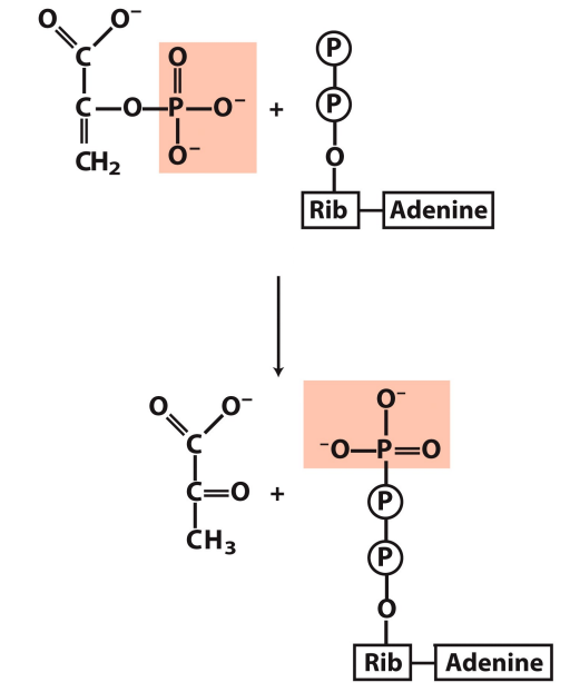 <p>What enzyme catalyzes this reaction? What are the intermediates, if any?</p>
