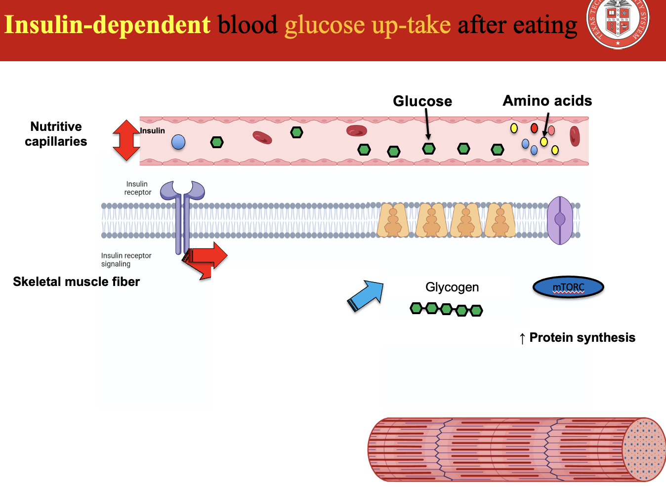 <p><strong>GLUT-4</strong> is a glucose transporter responsible for <strong>insulin-dependent glucose uptake</strong> in <strong>skeletal muscle and adipose tissue</strong>.</p><p>In unstimulated cells:<br>• <strong>GLUT-4 is stored in the cytoplasm</strong> in intracellular vesicles.</p><p>After eating:<br>• <strong>Blood glucose increases</strong><br>• <strong>Insulin is released from pancreatic β-cells</strong></p><p>Mechanism:</p><ol><li><p><strong>Insulin binds to its receptor on the cell membrane</strong></p></li><li><p>The receptor sends a signal causing <strong>GLUT-4 vesicles to move to the plasma membrane</strong></p></li><li><p><strong>GLUT-4 inserts into the membrane</strong></p></li><li><p>Glucose enters the cell via <strong>facilitated diffusion</strong></p></li></ol><p>Timing:<br>This process occurs <strong>within minutes after carbohydrate ingestion</strong>.</p><p>Key idea:<br>This pathway is <strong>insulin-dependent</strong>, meaning <strong>without insulin, GLUT-4 does not move to the membrane and glucose uptake by this mechanism does not occur</strong>.</p><p>Additional effect of insulin:<br>Insulin signaling also <strong>stimulates carrier proteins to increase amino acid uptake into muscle fibers</strong>, promoting <strong>protein synthesis</strong>.</p>