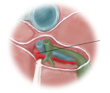<p><span>Name the structure</span></p>