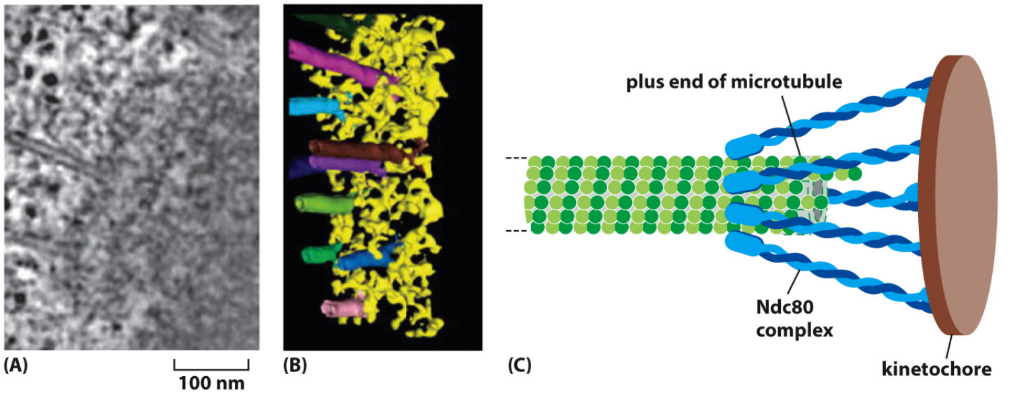 <p>Kinetochores = Kin-N Kinesin (<strong>CENP-E</strong>) +<strong> Dynein</strong> + Kin-I Kinesin (<strong>Kin-13</strong>)  + <strong>Ndc80 complex</strong> = mediate binding to MTs in spindle </p><ul><li><p>Chromosomes = NO centrosomes → CANNOT interact w/ spindle MTs = CANNOT correctly separate during mitosis  </p></li></ul><p><strong><u>Search-and-Capture Model </u></strong></p><ul><li><p><strong>Search</strong> = prometaphase MTs = dynamic instability </p></li><li><p><strong>Capture</strong> = some MTs encounter kinetochore + bind through motor proteins </p></li><li><p>Side of MT binds to kinetochore → Kin-N Kinesin motor move chromosome to (+) MT end </p><ul><li><p>Sister chromatids = <strong>bi-oriented</strong> when both kinetochores are captured by MTs from opposite poles </p></li></ul></li><li><p><strong>Ndc80 complex</strong> = stabilizes attachment of kinetochore to MT (+) end</p></li></ul><p></p>
