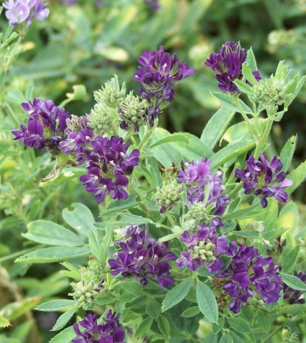 <p>Medicago sativa (alfalfa, lucerne) toxicity produces a condition in ruminants known as what? This causes rumen overload with tryptophan, converted to 3-methylindole, which is absorbed into the blood and metabolized in the lung to a toxin which destroys type I pneumocytes. Signs include acute pneumonia and fever for 5-10 days after consumption. The lungs will be heavy, firm, frothy, and will have distended interlobular septas with fluid, fibrin, and air bubbles. Cut surfaces of the lung will have a marbled appearance with red-purple lobules, prominent edema, and bubbles between connective tissue. Treatment is with NSAIDs and support.</p>