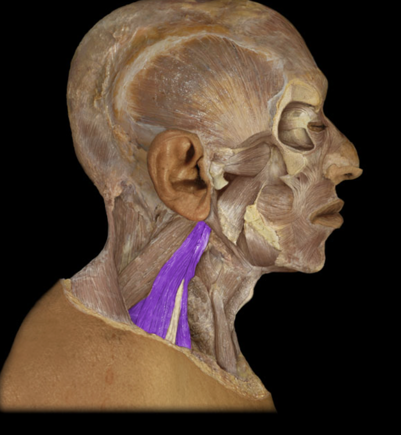 <p>Identification.</p>