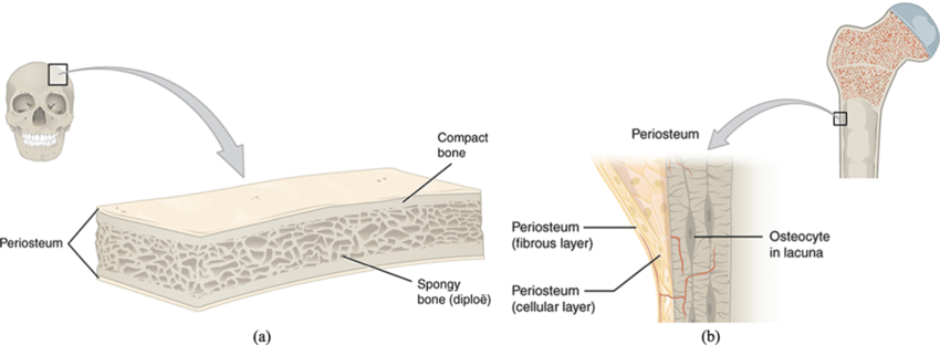 <ul><li><p>2 thin layers of compact bone separated by cancellous bone</p></li><li><p><strong>protection/ base of origin for extensor muscles</strong></p></li><li><p><strong>no medullary</strong> cavity</p></li><li><p>eg ribs, scapula, os coxae</p></li></ul><p></p>