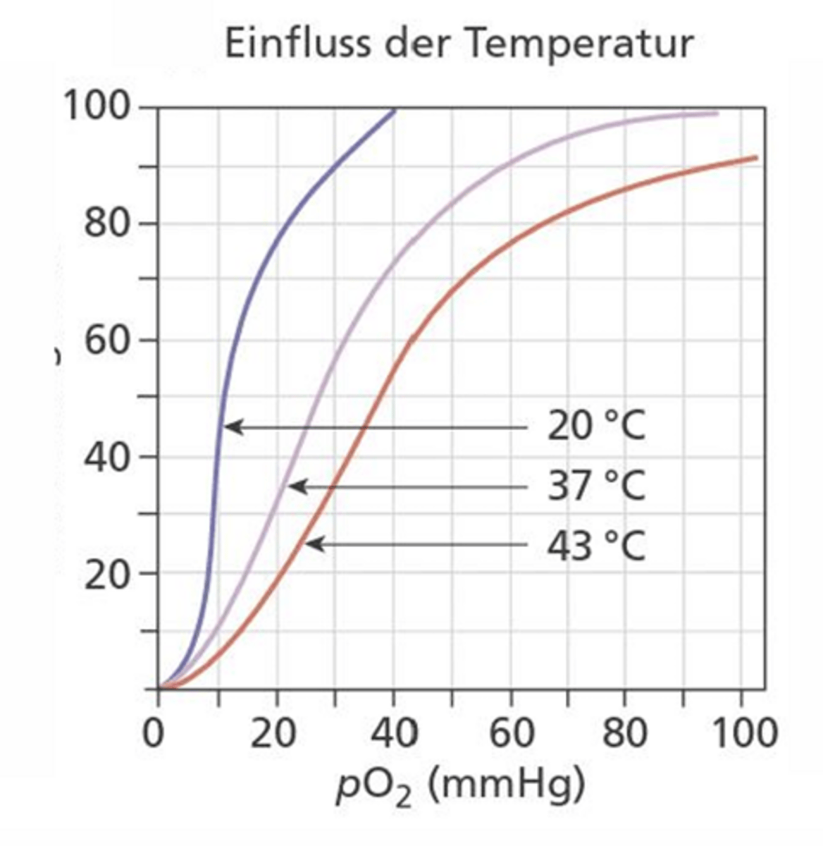 <p>Höhere Temp. = O2 bindet besser an Hb :</p><p>bei 40 Grad ist O2 weniger gut gebunden als bei 37 Grad</p>