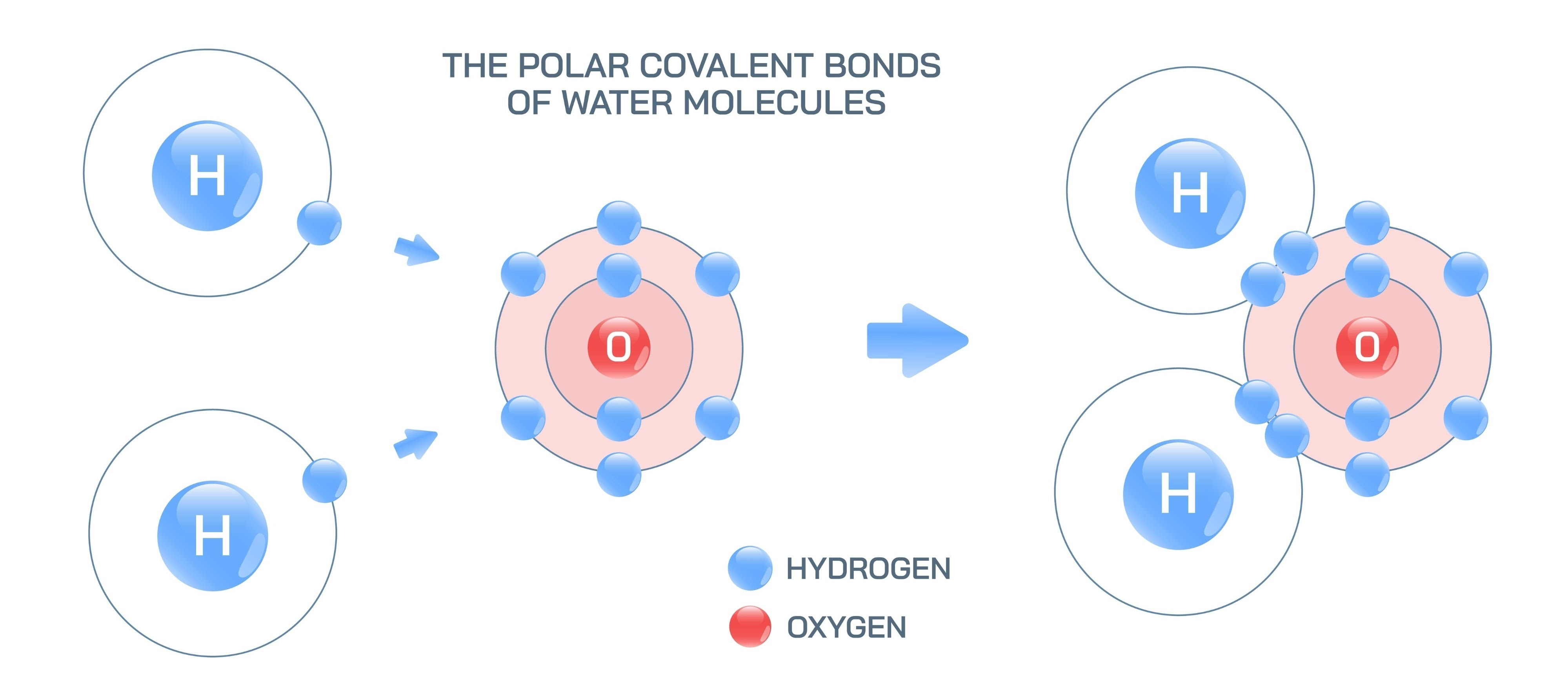 <p><span style="background-color: transparent;">Explain the causes of the bonding between<strong> <u>THE THREE ATOMS WITHIN AN INDIVIDUAL WATER MOLECULE</u></strong>. . You must discuss:</span></p><ul><li><p><span style="background-color: transparent;">all three atoms within an individual water molecule.</span></p></li><li><p><span style="background-color: transparent;">polarity.</span></p></li><li><p><span style="background-color: transparent;">valence electrons.</span></p></li><li><p><span style="background-color: transparent;">type of bond(s).</span></p></li></ul><p><span style="background-color: transparent;">You <strong><u>MUST</u></strong></span><span style="background-color: transparent; font-family: "Times New Roman", serif;"> </span><span style="background-color: transparent;">use both a diagram and a description using complete sentences to complete your answer.</span></p>