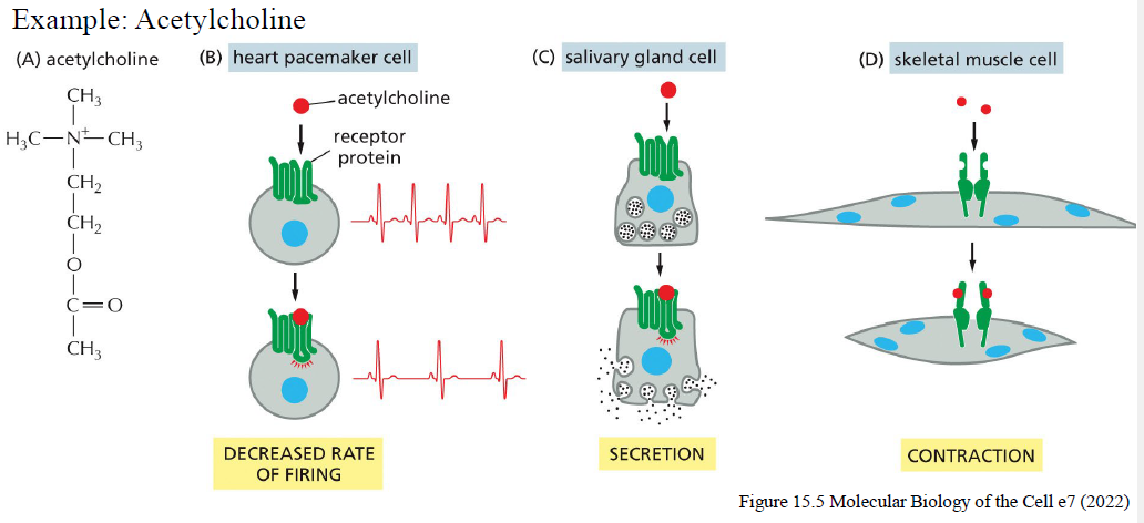 <p>Fordi forskellige celletyper udtrykker forskellige:</p><ul><li><p>receptorer</p></li><li><p>intracellulære signaling proteins</p></li><li><p>effector proteins</p></li></ul><p>Eksempel: acetylcholine kan:</p><ul><li><p>sænke firing rate i hjertet</p></li><li><p>stimulere sekretion i kirtler</p></li><li><p>inducere kontraktion i skeletmuskel</p></li></ul><p></p>