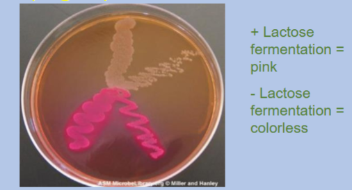 <p>Selects for <strong>gram negative bacteria</strong></p><ul><li><p>An example of <strong><u>selective</u></strong> and <strong><u>differential</u></strong> media</p><ul><li><p>Lactose makes it differential</p></li></ul></li></ul><p></p>