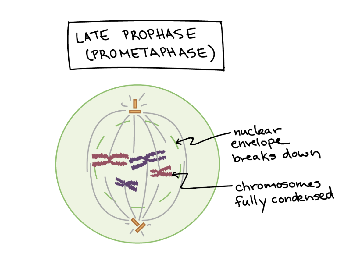 <p>Nuclear envelope disintegrates, and spindle microtubules attach to kinetochores. </p>