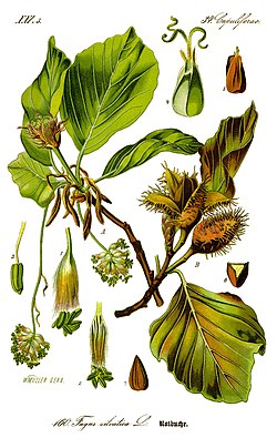 <p>Rotbuche</p>