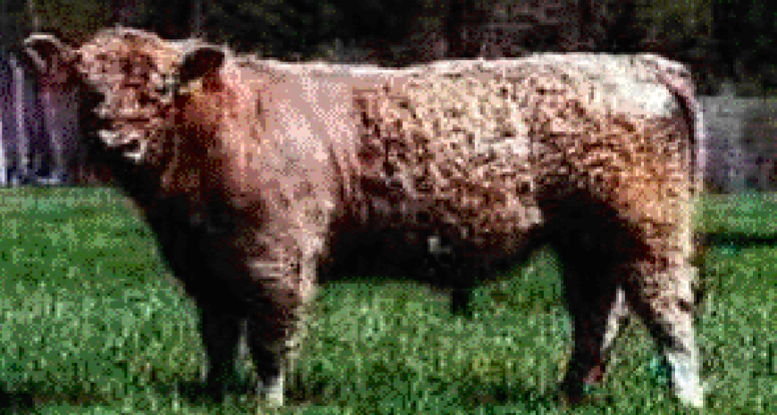 <p>this is a galloway. what color is it?</p>