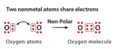 <p>Electrons are <strong>shared equally.</strong></p>