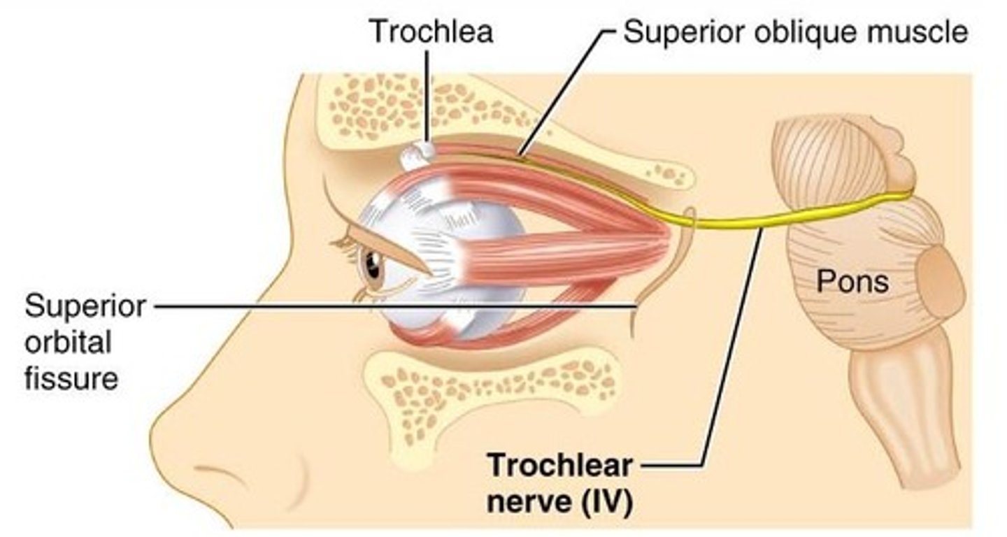 <p>Eye movement</p>