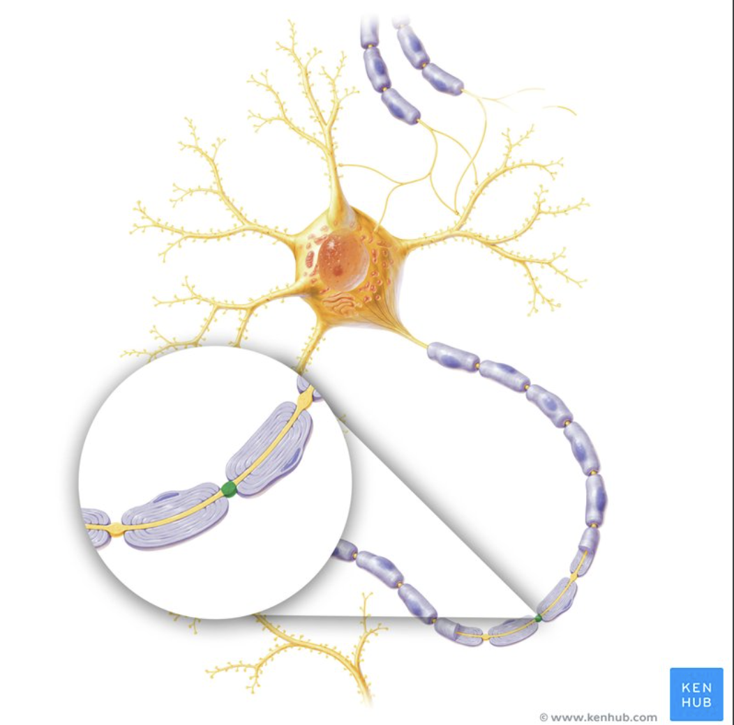 <p>Gap between Schwann cells (myelin).</p>