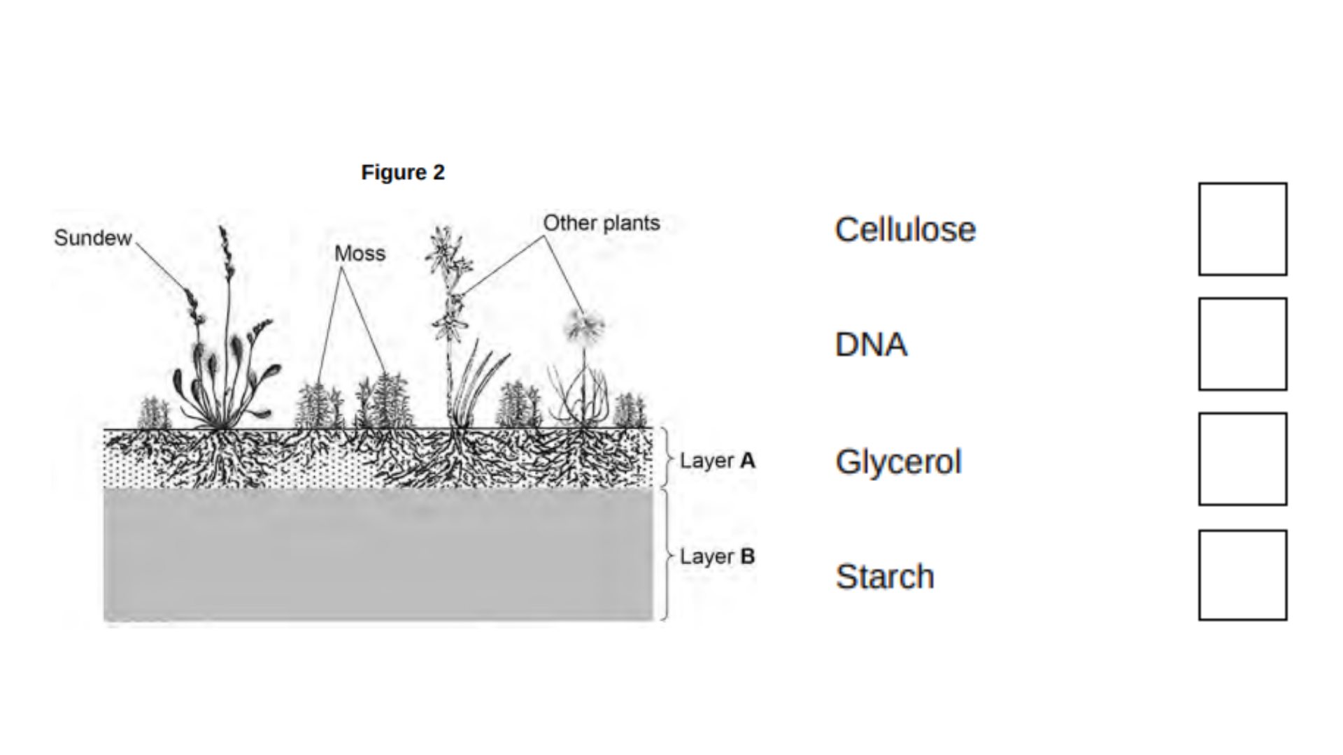 <ul><li><p>The sundew plant shown in <strong>Figure 2</strong> has leaves with sticky hairs that box trap and digest insects. </p></li><li><p>Digestion of the insects releases phosphates and simple compounds of nitrogen that are used by the sundew plant.</p></li></ul><p>What substance can the sundew plant make using the phosphates? [1 mark]</p>