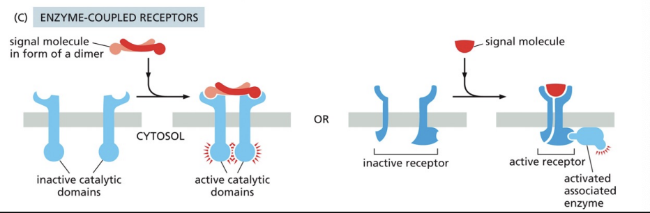 <p>they are transmembrane proteins that display their ligand-binding domains on the outer surface of the plasma membrane. </p>