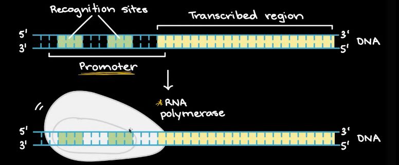 <ul><li><p><strong>RNA</strong> <strong>polymerase</strong> binds to the <u>recognition site/promoter region</u> of the DNA</p></li></ul><ul><li><p>It <strong>unwinds</strong> the DNA and <strong>separates</strong> the <u>template strand from the coding strand</u></p></li></ul><p></p>
