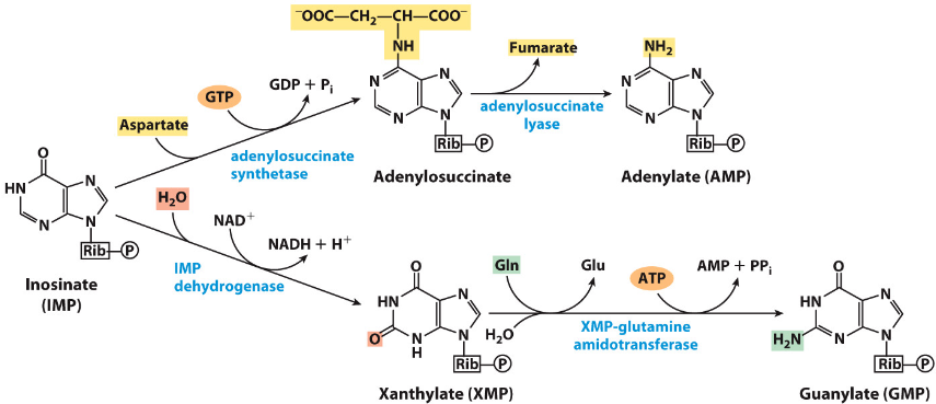 <p>Note that ATP is used to phosphorylate GMP precursor, while GTP is used to phosphorylate AMP precursor</p><p>Hence, GTP is needed to make AMP while ATP is needed to produce GMP</p>