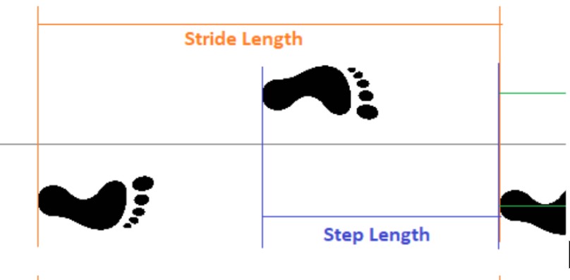 <p><span style="background-color: transparent;">How far the same foot moves in each stride</span></p><ul><li><p><span style="background-color: transparent;">Right foot to right foot</span></p></li><li><p><span style="background-color: transparent;">Left foot to left foot</span></p></li></ul><p></p>