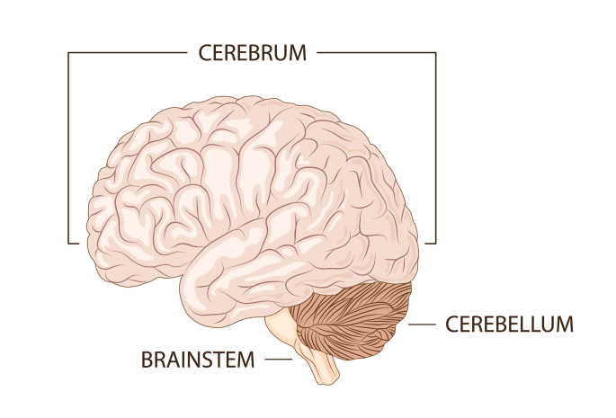 <p>Cerebrum</p>
