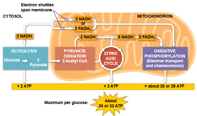 <ul><li><p><span style="background-color: transparent;">Harvesting of energy from glucose has three stages</span></p><ul><li><p><span style="background-color: transparent;"><strong>Glycolysis </strong>breaks down glucose into two molecules of pyruvate</span></p></li><li><p><span style="background-color: transparent;"><strong>Pyruvate Oxidation</strong> and The <strong>Citric Acid (Krebs)</strong> Cycle completes the breakdown of glucose</span></p></li><li><p><span style="background-color: transparent;"><strong>Oxidative phosphorylation</strong> (Electron Transport and Chemiosmosis) accounts for most of the ATP synthesis</span></p></li></ul></li><li><p><span style="background-color: transparent;">The process that generates <strong>most </strong>of the ATP is called <strong>Oxidative Phosphorylation</strong> because it is powered by redox reactions</span></p></li><li><p><span style="background-color: transparent;">Oxidative phosphorylation accounts for almost 90% of the ATP generated by cellular respiration</span></p></li><li><p><span style="background-color: transparent;">A smaller amount of ATP is formed in glycolysis and the citric acid cycle by <strong>Substrate-Level Phosphorylation</strong></span></p></li><li><p><span style="background-color: transparent;">For each molecule of glucose degraded to CO2 and water by respiration, the cell makes up to 32 molecules of ATP</span></p></li></ul><p></p>