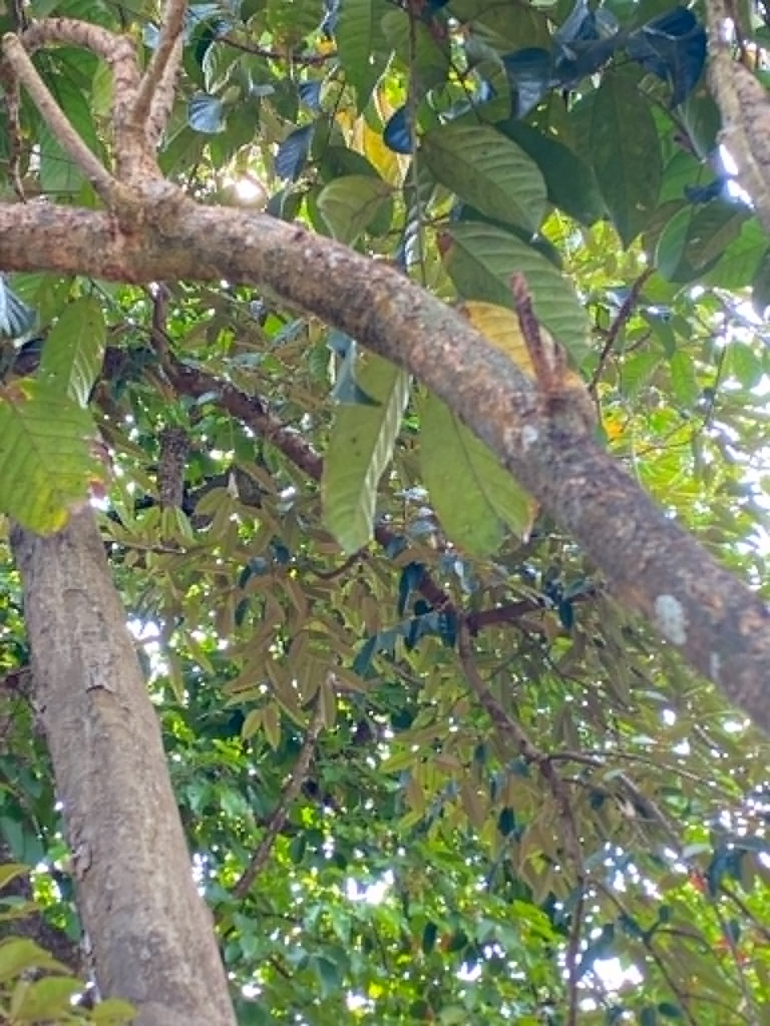 <p>Lanzones</p><p>Meliaceae</p><p>Tree</p><p>Sexual</p><p>Perennial</p>