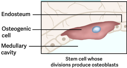 <p>Are undifferentiated cells with high mitotic activity, and they are the only bone cells that divide.</p><ul><li><p>Immature osteogenic cells are found in the deep layers of the periosteum and the marrow. </p><ul><li><p>They differentiate and develop into osteoblasts.  </p></li></ul></li></ul><p></p>