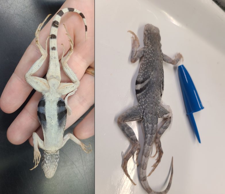 <p><span>Scientific name and distinguishing features</span></p>