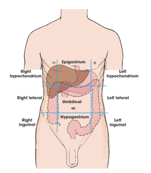 <p><span>ØRight inguinal</span></p><p><span>ØHypogastrium</span></p><p><span>ØLeft inguinal</span></p>
