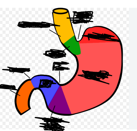 <p>what is the bright red part of the stomach called?</p>
