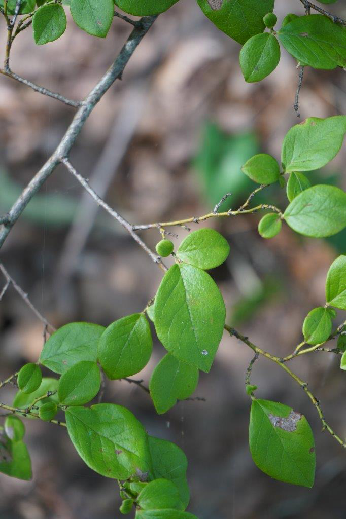 <p>Leaf: semi-evergreen, alternate, simple, sometimes curl into spoon shape, pretty waxy</p><p>Flower: Tiny, white, bell-shaped</p><p>Bark: grey, shreddy bark, red and brown papery patches, shrub, “orange stick”</p><p>Note: closely related to blueberries</p>