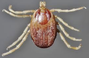 <ul><li><p>causes mediterranean spotted fever </p></li></ul><p></p>
