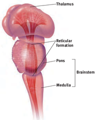 <p>the base of the brainstem; controls heartbeat and breathing.</p>