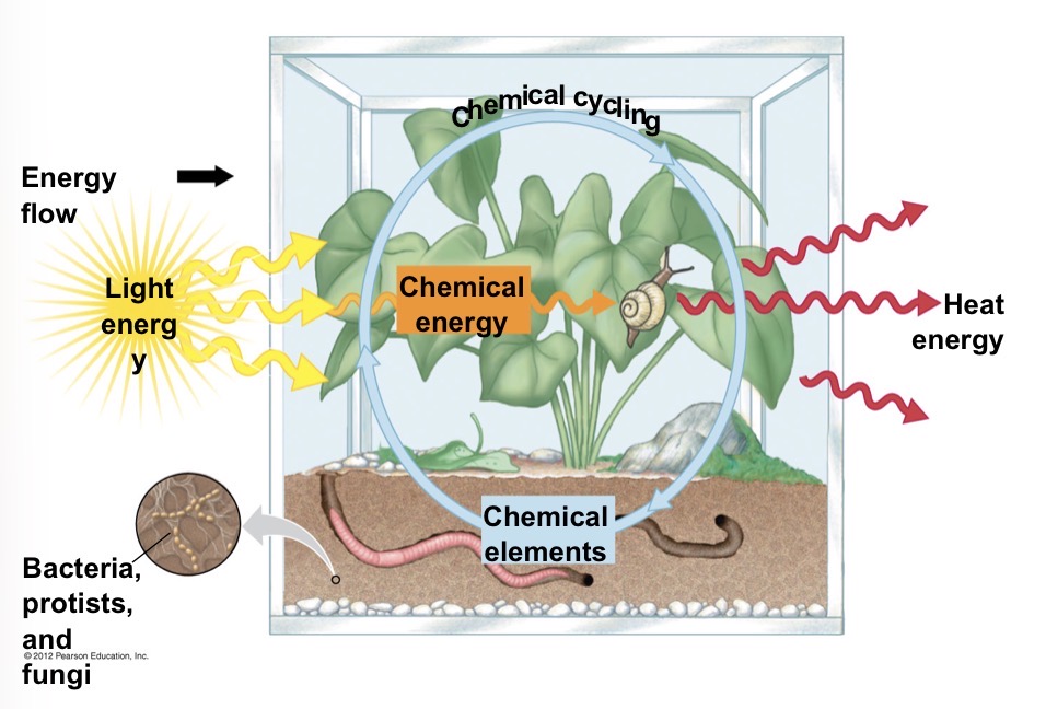 <p>Components of an ecosystem illustrating fundamentals of energy flow through chemical cycling </p>