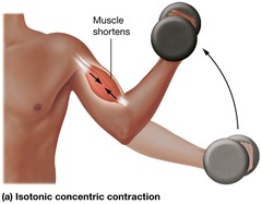 <p>Muscle shortens as it pulls bones together, building a force</p><p>Push-up: Pushing your body up from the floor.</p><p>Squat: Standing back up from the bottom position.</p>